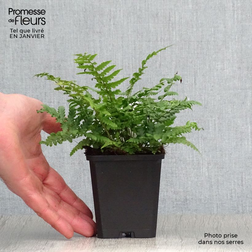 Spécimen de Dryopteris affinis - Fougère Godet de 8/9 cm tel que livré en hiver