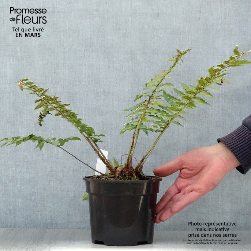 Spécimen de Dryopteris atrata ou cycadina - Fougère Pot de 2L/3L tel que livré au printemps