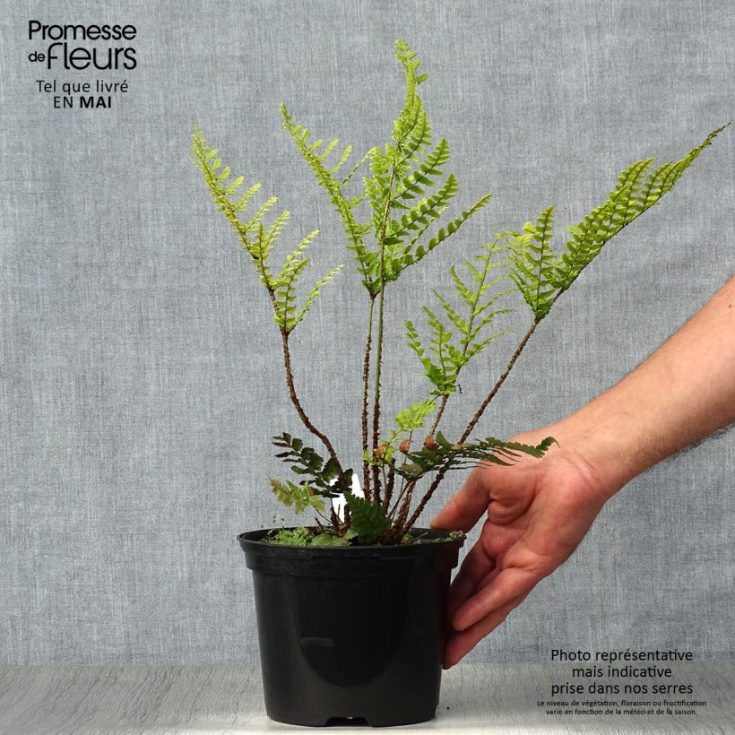 Spécimen de Dryopteris championii - Fougère persistante Pot de 2L/3L tel que livré au printemps
