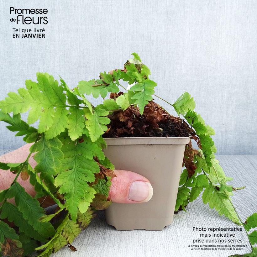 Spécimen de Dryopteris clintoniana - Fougère Godet de 8/9 cm tel que livré en hiver