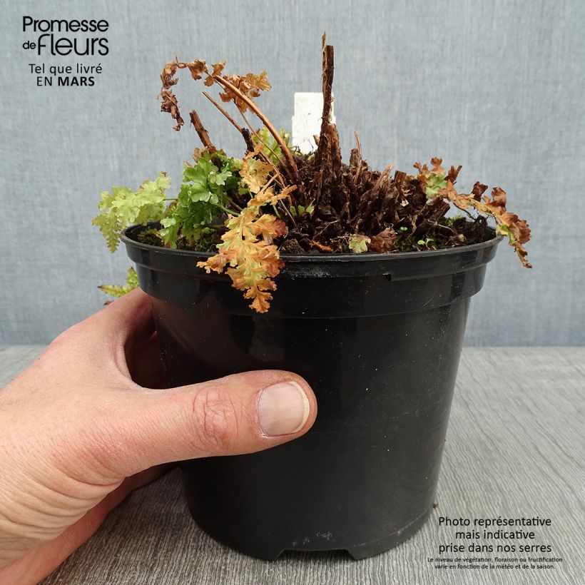 Spécimen de Dryopteris dilatata Crispa Whiteside - Fougère Pot de 2L/3L tel que livré en hiver
