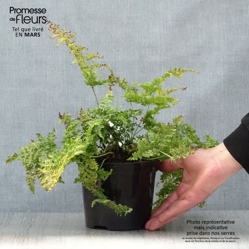 Spécimen de Dryopteris dilatata Crispa Whiteside - Fougère Pot de 2L/3L tel que livré au printemps