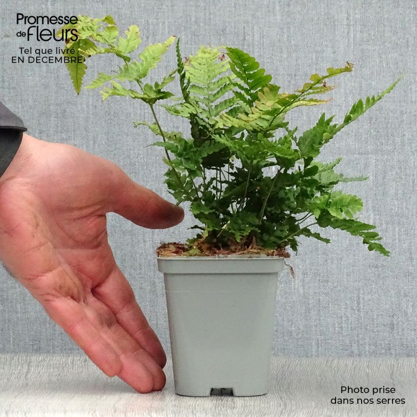 Spécimen de Dryopteris erythrosora - Fougère rose cuivré Godet de 8/9 cm tel que livré en hiver