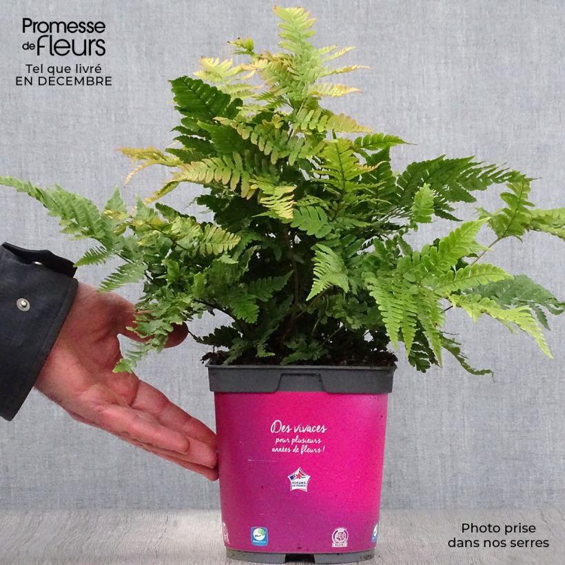 Spécimen de Dryopteris erythrosora - Fougère rose cuivré Pot de 2L/3L tel que livré en hiver