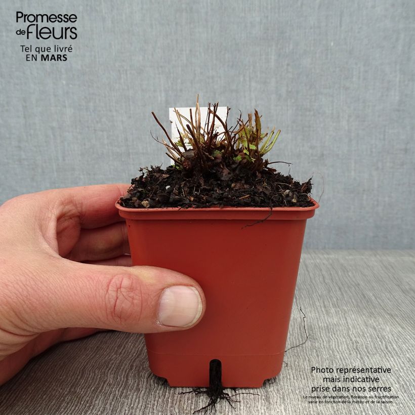 Spécimen de Dryopteris erythrosora Prolifica - Fougère à sores rouges  Godet de 8/9 cm tel que livré en hiver