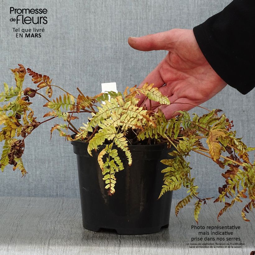 Spécimen de Dryopteris erythrosora Prolifica - Fougère à sores rouges  Pot de 2L/3L tel que livré en hiver