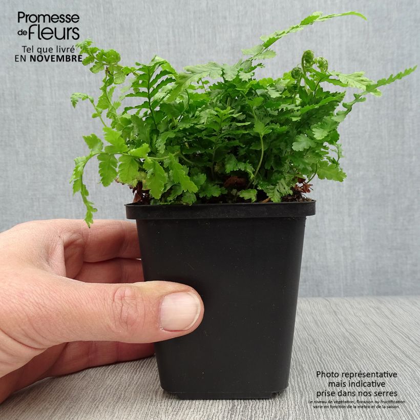 Spécimen de Dryopteris filix-mas - Fougère mâle Godet de 8/9 cm tel que livré en automne