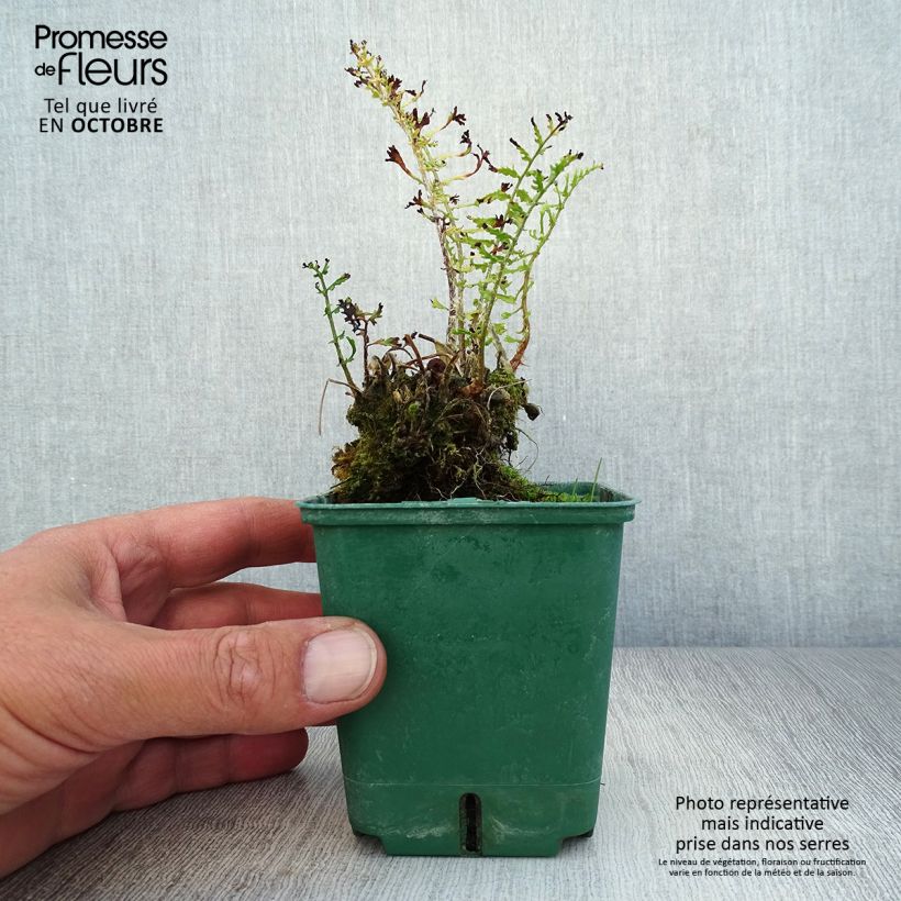 Spécimen de Dryopteris filix-mas Linearis Polydactyla - Fougère mâle Godet de 8/9 cm tel que livré en automne