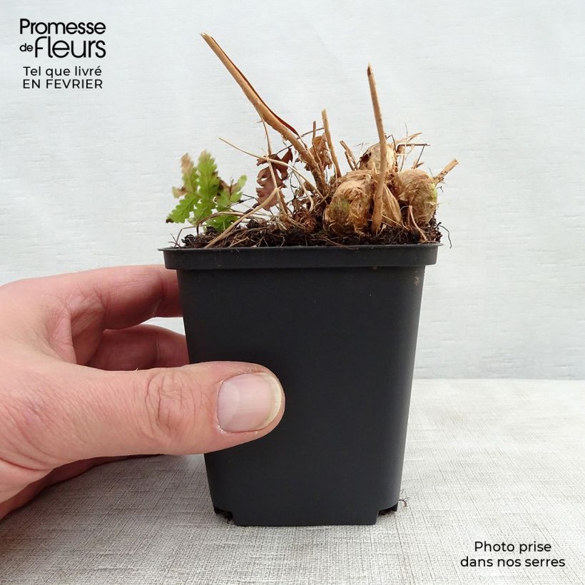 Spécimen de Dryopteris goldieana - Fougère Godet de 8/9 cm tel que livré en hiver