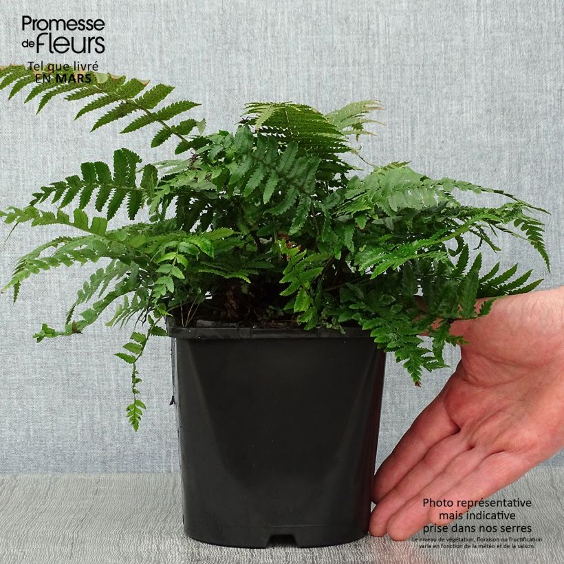 Spécimen de Dryopteris kuratae - Fougère Pot de 2L/3L tel que livré en hiver