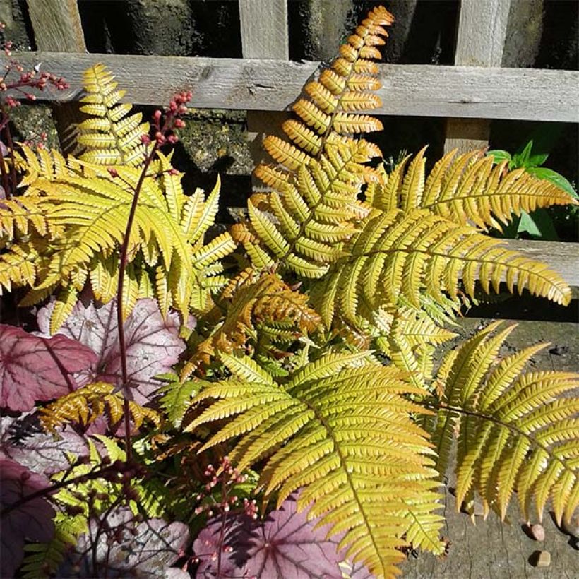 Dryopteris lepidopoda - Fougère (Feuillage)