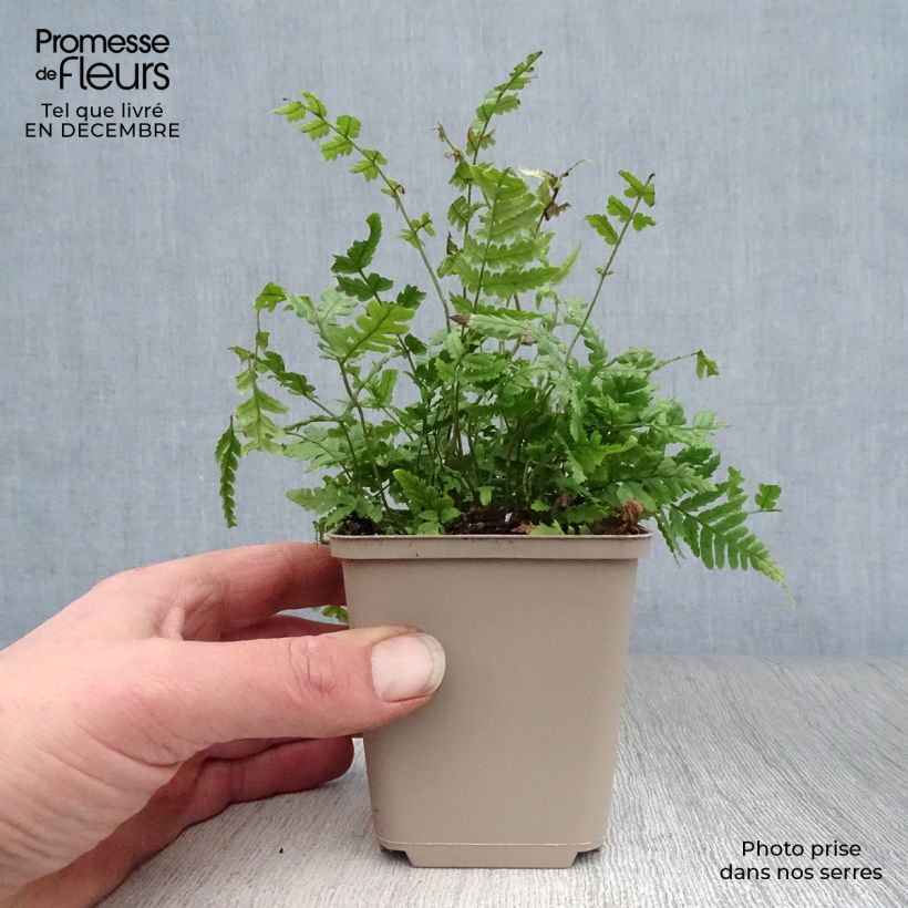 Spécimen de Dryopteris lepidopoda - Fougère Godet de 8/9 cm tel que livré en hiver
