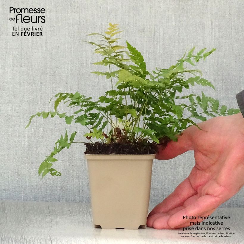 Spécimen de Dryopteris marginalis - Fougère Godet de 8/9 cm tel que livré en hiver
