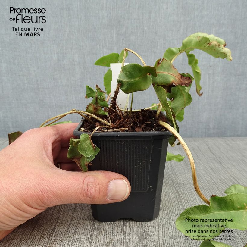 Spécimen de Dryopteris sieboldii - Fougère  Godet de 8/9 cm tel que livré en hiver