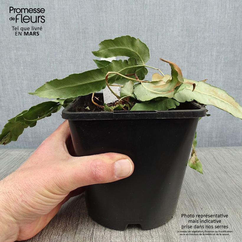 Spécimen de Dryopteris sieboldii - Fougère  Pot de 2L/3L tel que livré en hiver