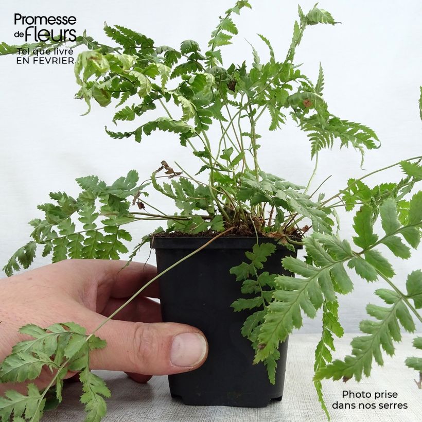 Spécimen de Dryopteris stewartii - Fougère Godet de 8/9 cm tel que livré en hiver