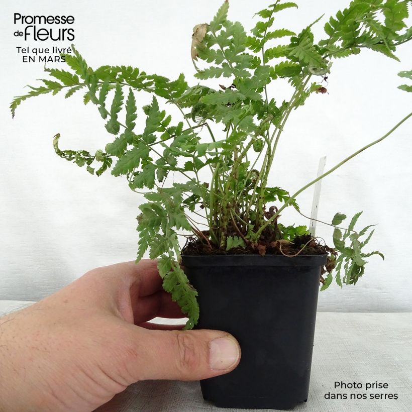 Spécimen de Dryopteris stewartii - Fougère Godet de 8/9 cm tel que livré au printemps