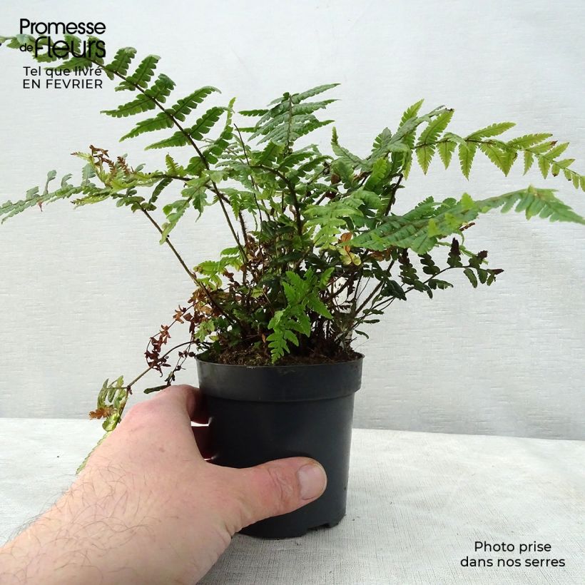 Spécimen de Dryopteris wallichiana - Fougère Godet de 8/9 cm tel que livré en hiver