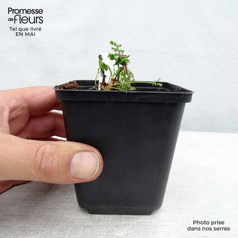 Spécimen de Dryopteris wallichiana - Fougère Godet de 8/9 cm tel que livré au printemps