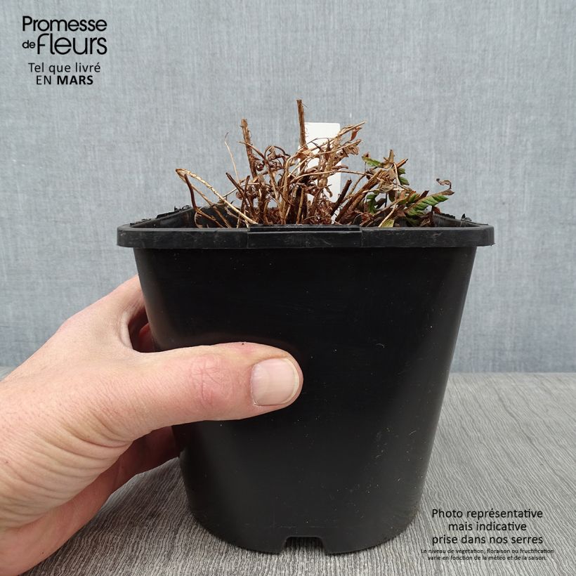 Spécimen de Dryopteris wallichiana - Fougère Pot de 2L/3L tel que livré en hiver