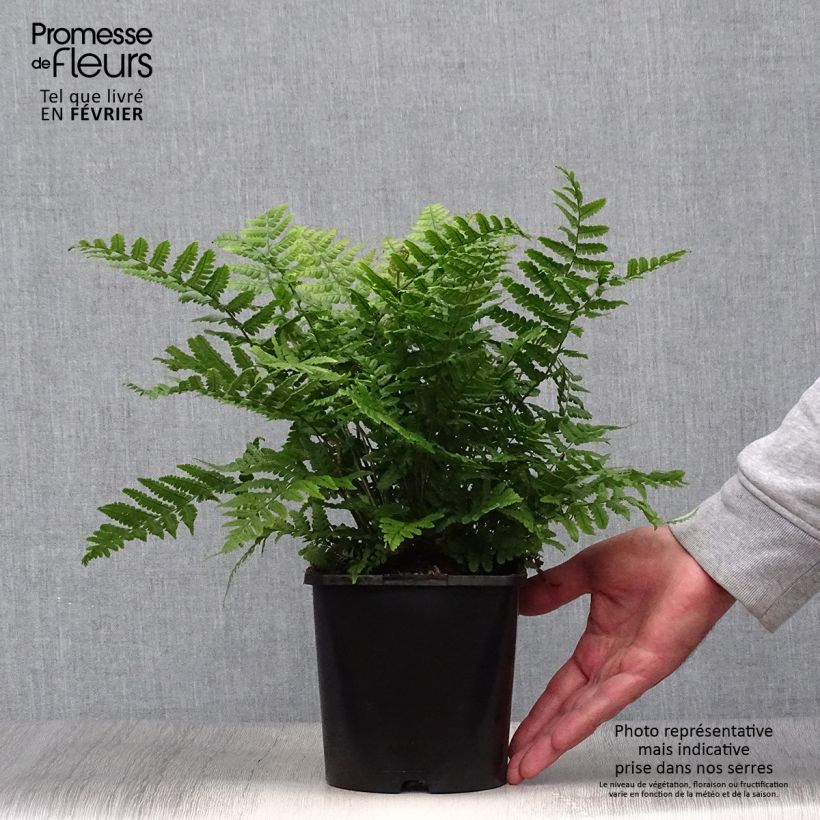 Spécimen de Dryopteris wallichiana Jurassic Gold - Fougère Pot de 2L/3L tel que livré en automne