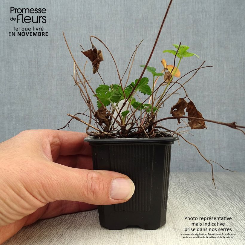 Spécimen de Duchesnea indica - Fraisier des Indes Godet de 8/9 cm tel que livré en automne