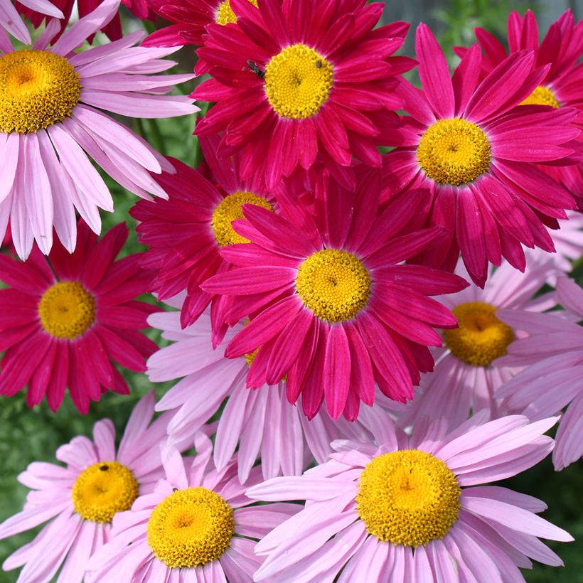 Duo Pyrèthres à petit prix (Floraison)
