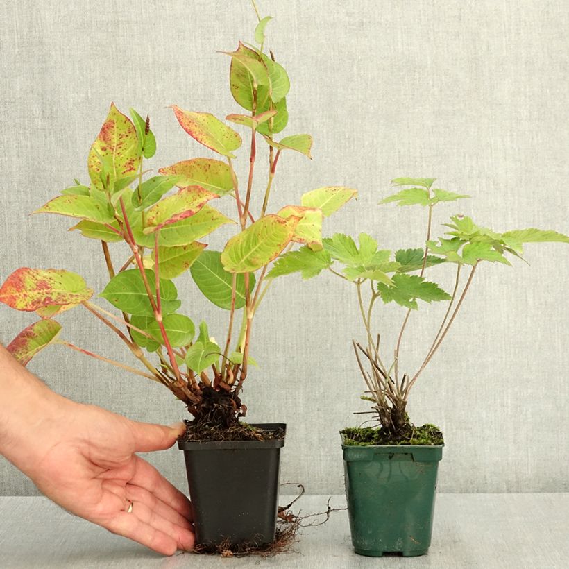 Spécimen de Duo vivaces d'automne rose et rouge tel que livré en été