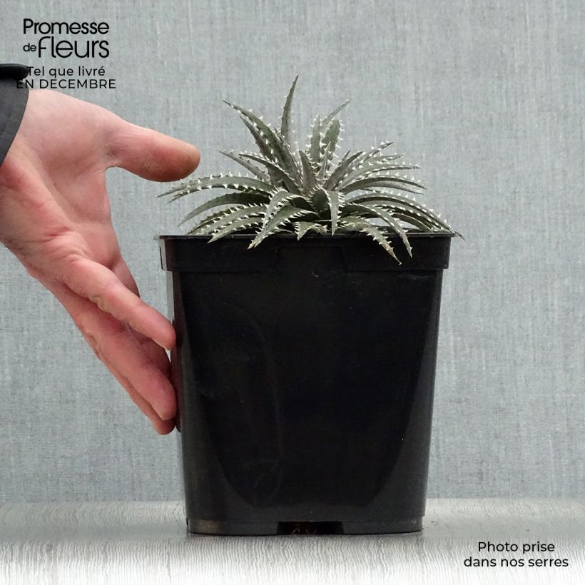 Spécimen de Dyckia Grand Marnier Pot de 2L/3L tel que livré en hiver