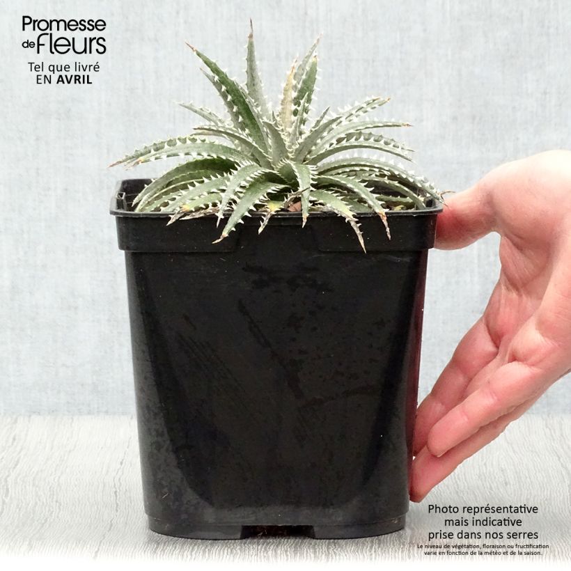 Spécimen de Dyckia Grand Marnier Pot de 2L/3L tel que livré au printemps