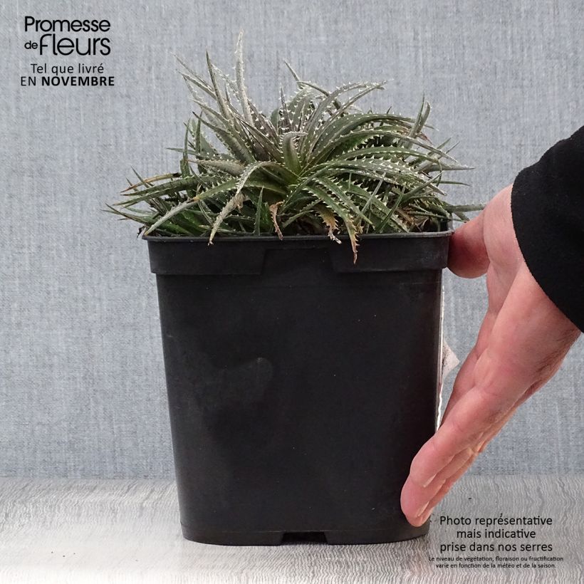 Spécimen de Dyckia Grand Marnier Pot de 2L/3L tel que livré en automne