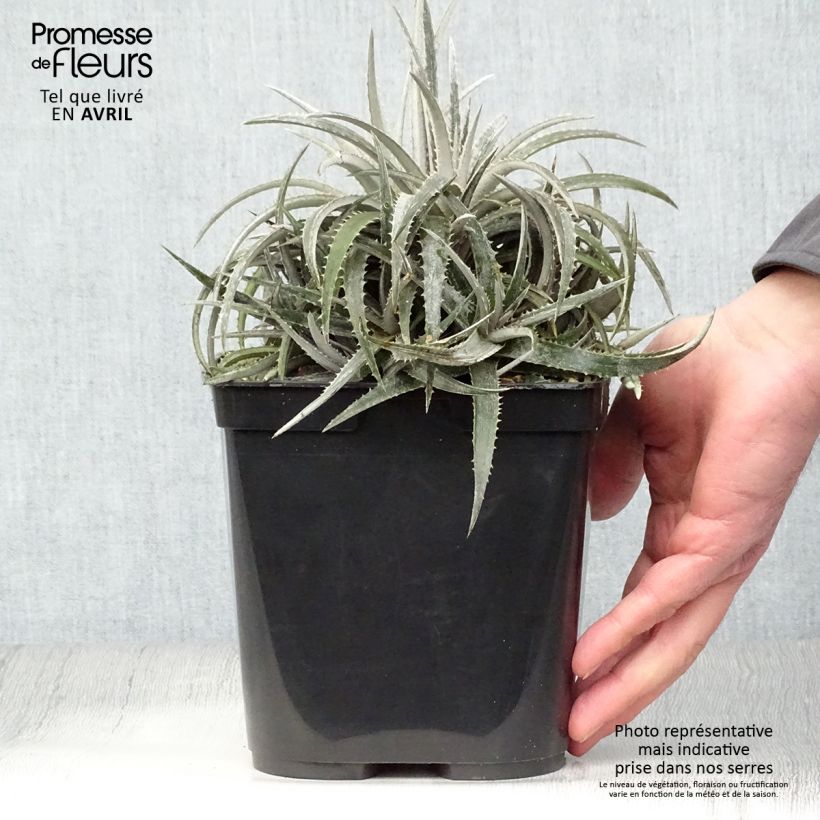 Spécimen de Dyckia Pale Rider - Broméliacée Pot de 2L/3L tel que livré au printemps