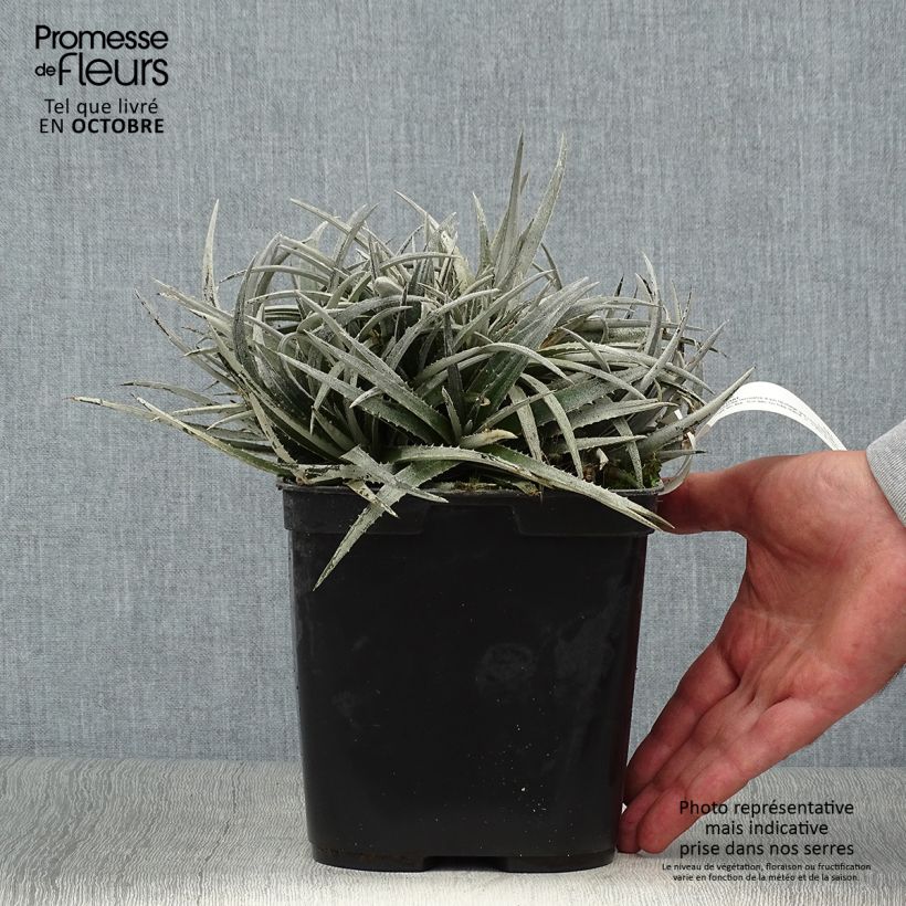 Spécimen de Dyckia Pale Rider - Broméliacée Pot de 2L/3L tel que livré en automne