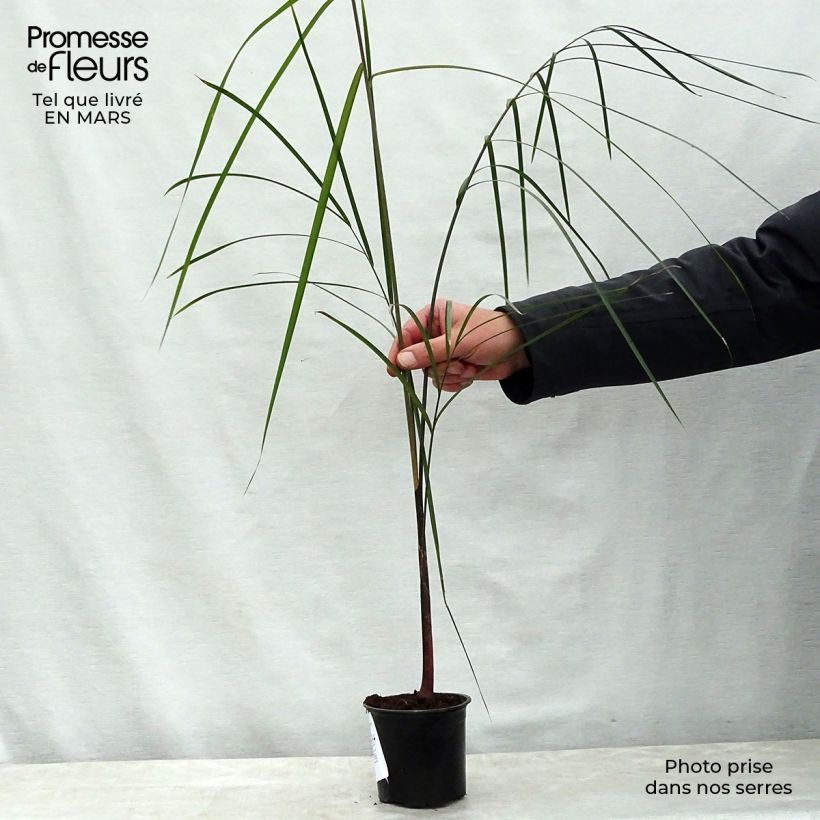 Spécimen de Dypsis plumosa - Palmier plumeux Pot de 12 cm / 13 cm tel que livré au printemps