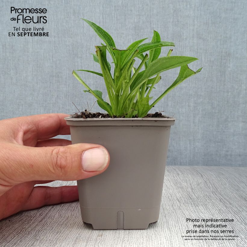 Spécimen de Echinacea Kismet blanc (White) - Echinacée Godet de 8/9 cm tel que livré en automne