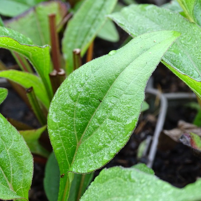 Echinacea Kismet Raspberry - Echinacée (Feuillage)