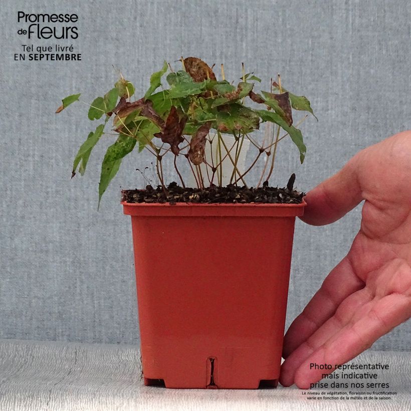 Spécimen de Epimedium rubrum Galadriel - Fleur des Elfes Pot de 1L/1,5L tel que livré en automne