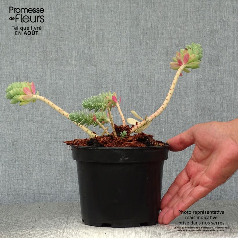 Spécimen de Euphorbia myrsinites - Euphorbe de Corse Pot de 2L/3L tel que livré en été