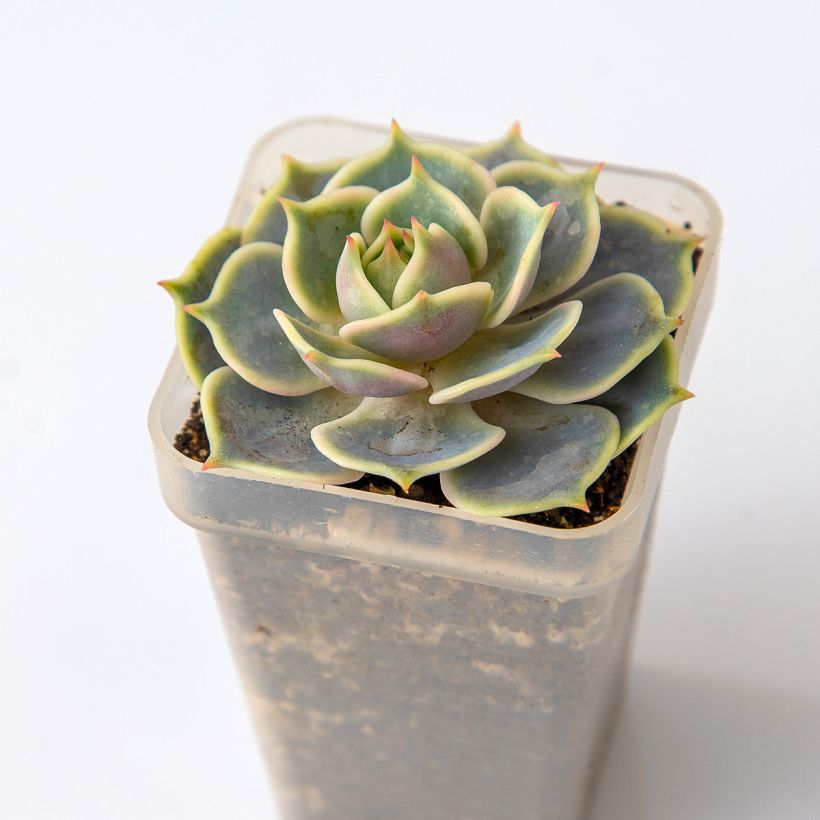 Echeveria Lola (Feuillage)