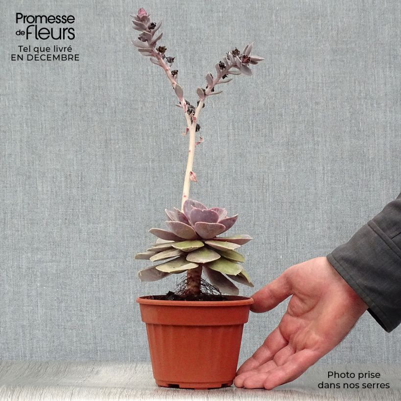 Spécimen de Echeveria Perle Von Nürnberg Pot de 12 cm / 13 cm tel que livré en hiver