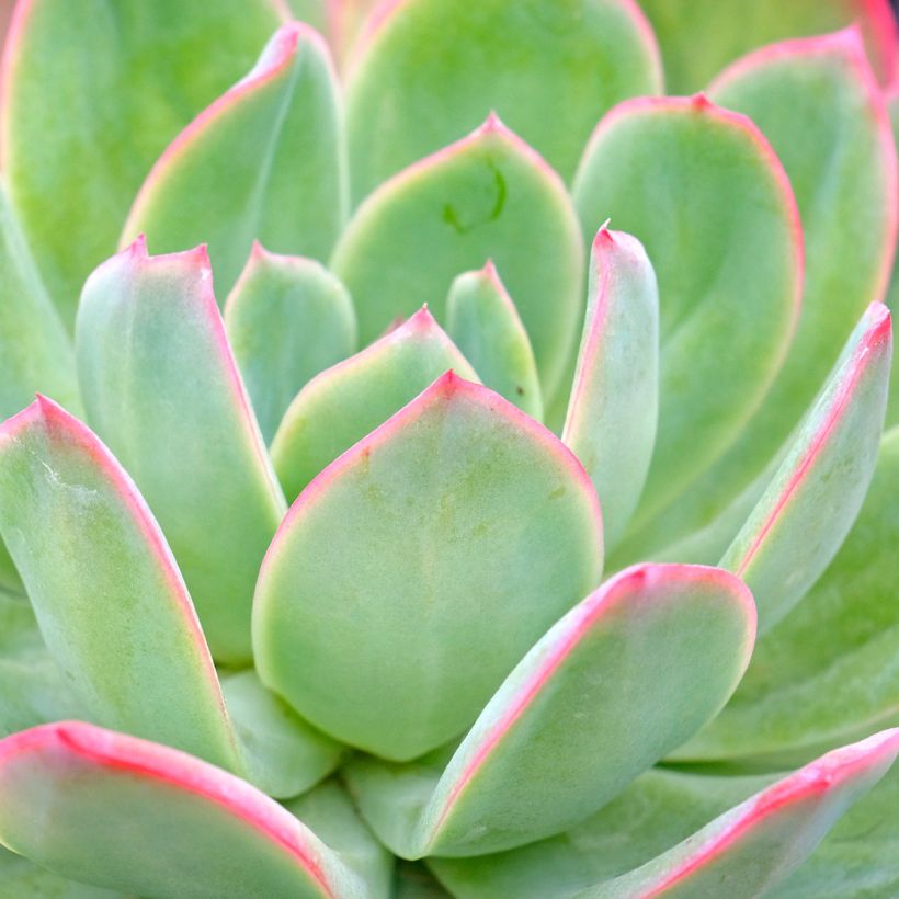 Echeveria Pink Edge (Feuillage)