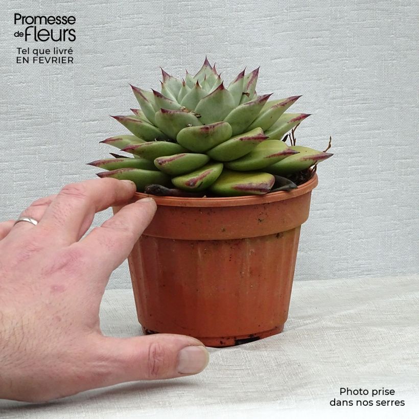 Spécimen de Echeveria agavoides Ebony Pot de 12 cm / 13 cm tel que livré en hiver