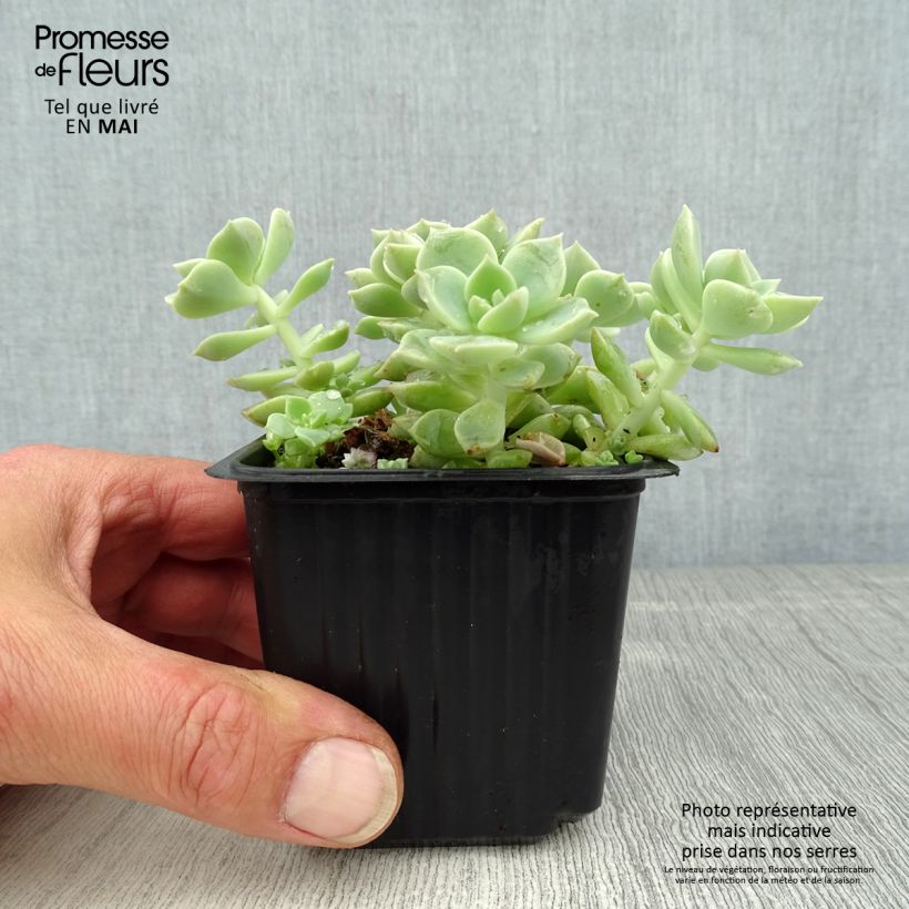 Spécimen de Echeveria elegans Rose Godet de 8/9 cm tel que livré au printemps