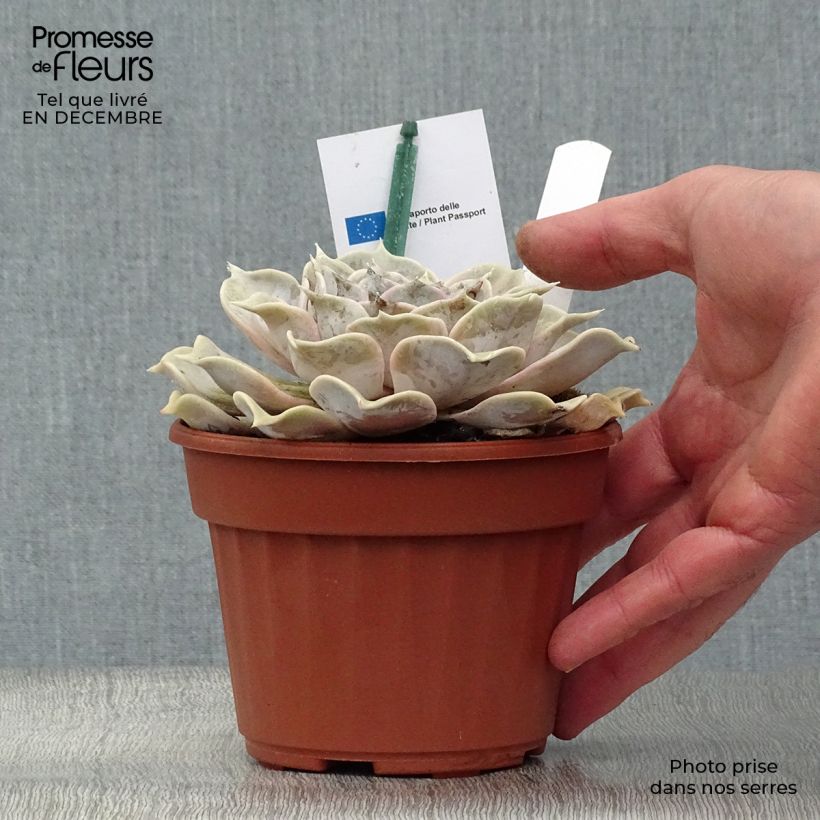 Spécimen de Echeveria lilacina Pot de 1,5L/2L tel que livré en hiver