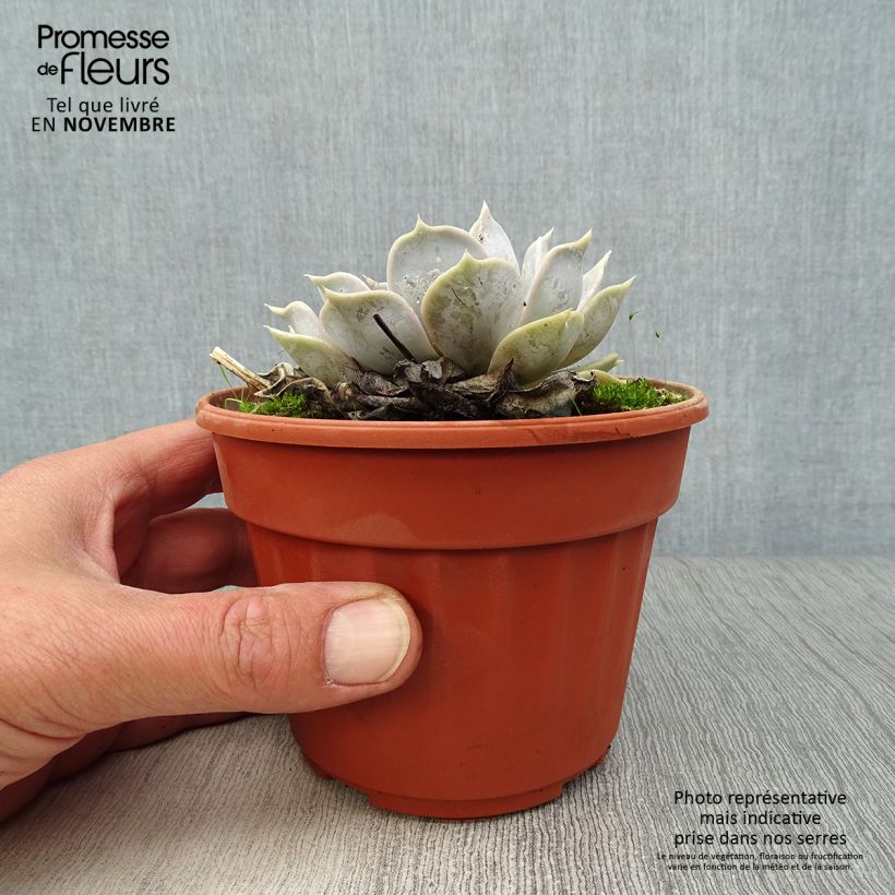 Spécimen de Echeveria lilacina Pot de 1,5L/2L tel que livré en automne