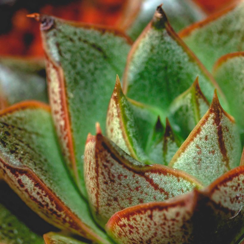 Echeveria purpusiorum (Feuillage)