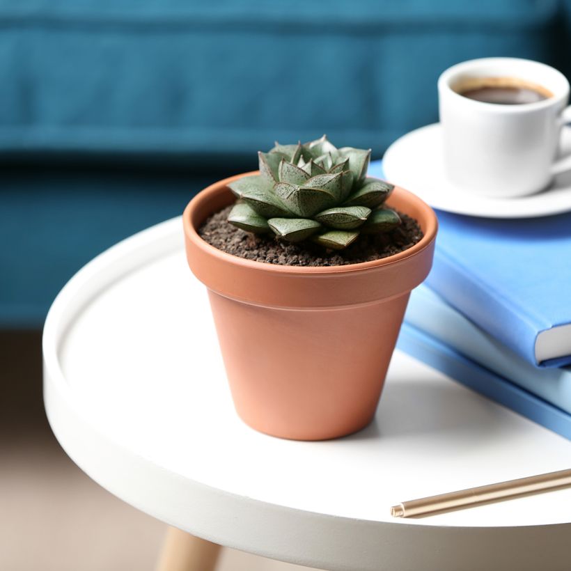 Echeveria purpusiorum (Port)