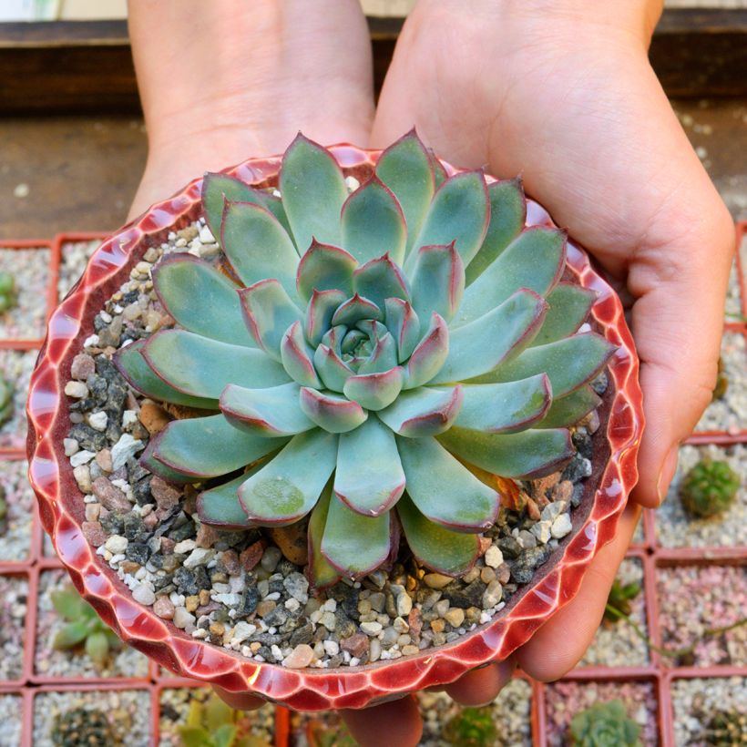 Echeveria pulidonis (Port)