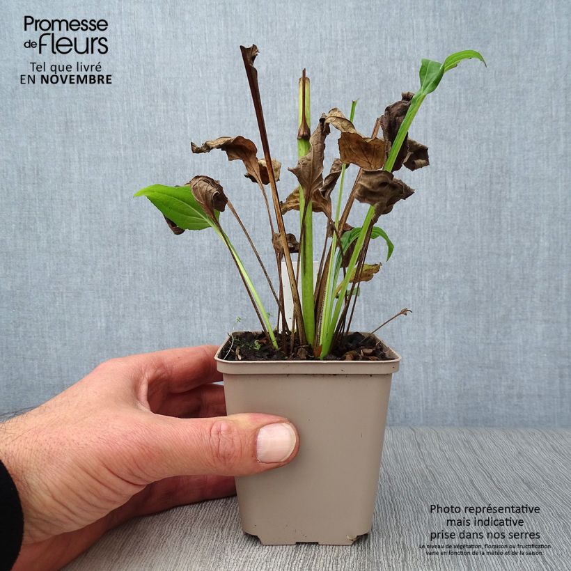 Spécimen de Echinacea Aloha - Echinacée Godet de 8/9 cm tel que livré en automne