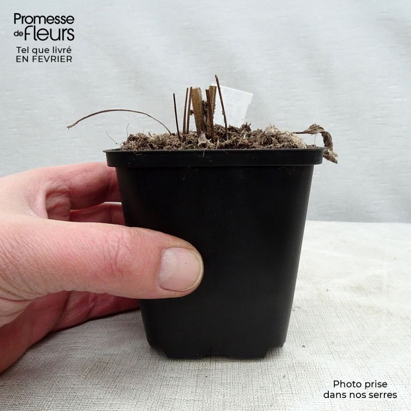 Spécimen de Echinacea Aloha - Echinacée Godet de 8/9 cm tel que livré en hiver